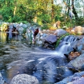 Multiple waterfalls enter the pond and create a beautiful visual experience from the patio area. They also help with keeping the pond healthy by aerating and circulating the water. Mechanical and biological filtration systems were used with lots of aeration and aquatic plant varieties to help filter this 3.5-foot-deep water garden.