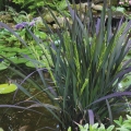 Oryza sativa, Black Madras Rice.