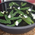 Aponogeton distachyos, Water Hawthorne.