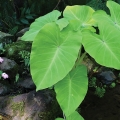 Colocasia ‘Elena,’ Taro.