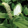 Saururus chinensis, Chinese Lizard Tail.