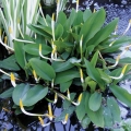 Orontium aquaticum, Golden Club.