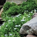 Myosotis scorpioides, Water Forget-Me-Nots.