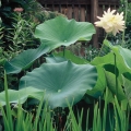 Unidentified plant.