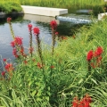 Lobelia cardinalis, Cardinal Flower.