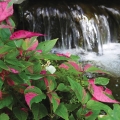 Amaranthus tricolor, Joseph’s Coat.
