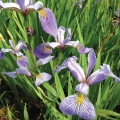 Iris versicolor, Blue Flag Iris.
