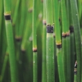 Equisetum hyemale ‘Robustum’, Giant Horsetail.