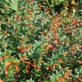 Cuphea Ignea, Firecracker plant or cigar plant.