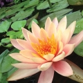 Nymphaea ‘Colorado.'