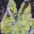 Colocasia ‘Mojito,’ Taro.
