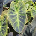 Colocasia antiquorum, Imperial Taro.