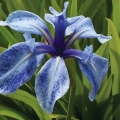 1803irislaevigata002