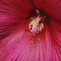 0318Hibiscus005a