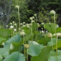 0318Lotus002