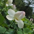 0318LotusBloom004