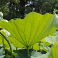 0318LotusLeaf006