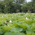 0318LotusPond003