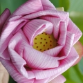 0318Nelumbo008