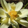 0318NelumboLutea007
