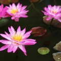 Nymphaea Siam Pink #1: Hybridized by Mr. Pairat Songpanich, Thailand (Source: Pond Megastore)