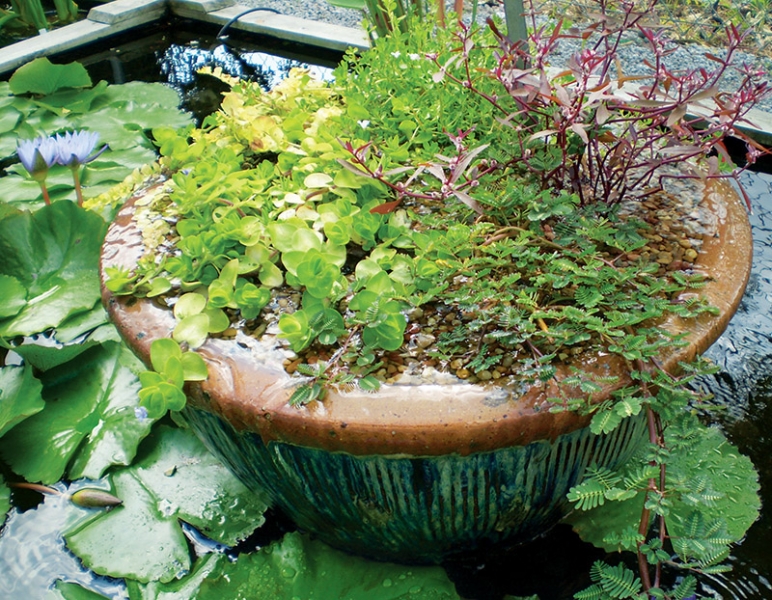 Small water gardens can be retrofitted with a pottery gravel bog.