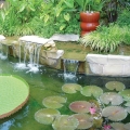 Let Mother Nature clean your water with a bog gravel filtration system.