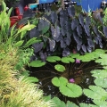 Can you spot the filter in this pond? It's all along the edges of the pond!