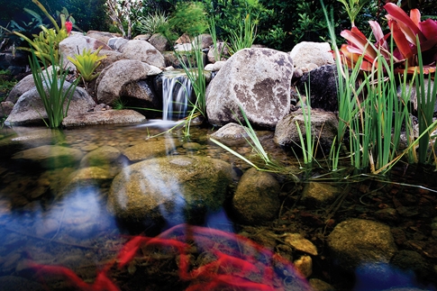 The sound, movement and color of an ecosystem pond is invaluable in any living space.