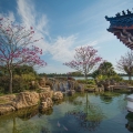 The completed koi pond is magnificent, with its waterfall and stone bridge in the background.