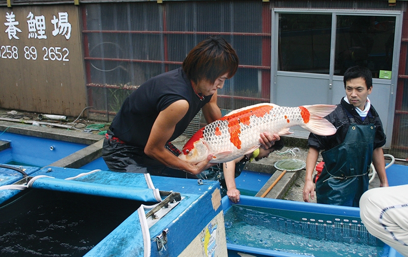 Masato of Koda Koi Farm is about to measure his Kujaku oya goi (female breeder) after pulling her from the mud pond.