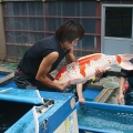 Masato of Koda Koi Farm is about to measure his Kujaku oya goi (female breeder) after pulling her from the mud pond.
