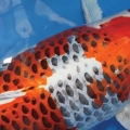 An example of the high-quality reticulation, skin and sheen that Masato (Koda Koi Farm) is achieving when breeding kujaku.