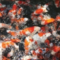 Tosai swimming on top of each other, fighting for food.