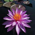 Denver Botanic Gardens