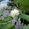 Denver Botanic Gardens