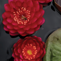 Denver Botanic Gardens