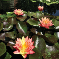Denver Botanic Gardens