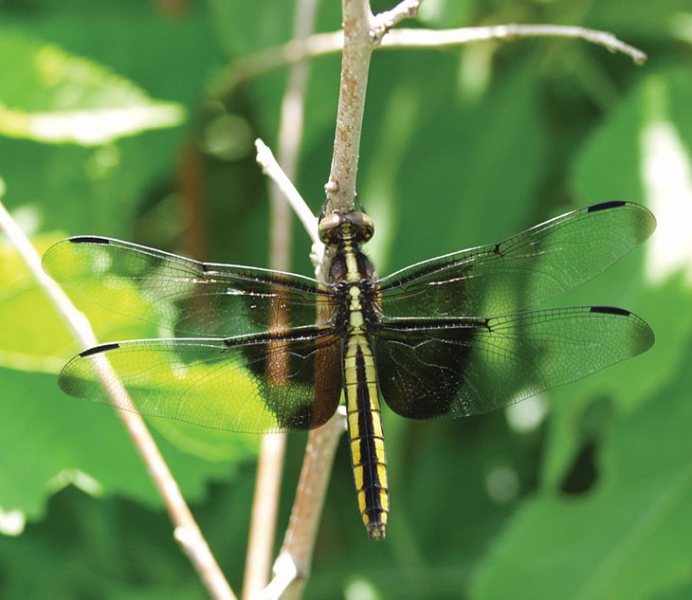 A beautiful widow skimmer dragonfly perches on a small branch.