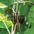 A beautiful widow skimmer dragonfly perches on a small branch.