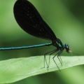 An ebony jewelwing damselfly is caught in the act of eating a mosquito.