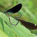 These two ebony jewelwing damselflies are coupled together for mating. The female has the white spot at the tip of its wings, and the male is more brightly colored. Notice that the damselflies' wings are held above their bodies, whereas dragonflies hold their wings out horizontally.