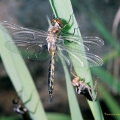 A dragonfly adult emerges from its larval stage, leaving its exoskeleton behind.