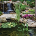 Adding plants to shelves helps soften the rocks and provides visual focal points in the water garden.