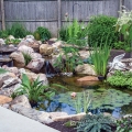 Potted aquatic plants sit nicely on shelves and help naturalize the pond.