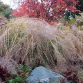 A fall collection of mixed sedum, prairie dropseed (Sporobolus heterolepis, with a fragrance that some liken to buttery popcorn) and a service berry (Amelanchier).