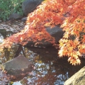 1609fallgal006