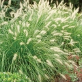 fountain grass (Pennisetum alopecuriodes).