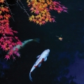Relaxing in the cool Fall water.