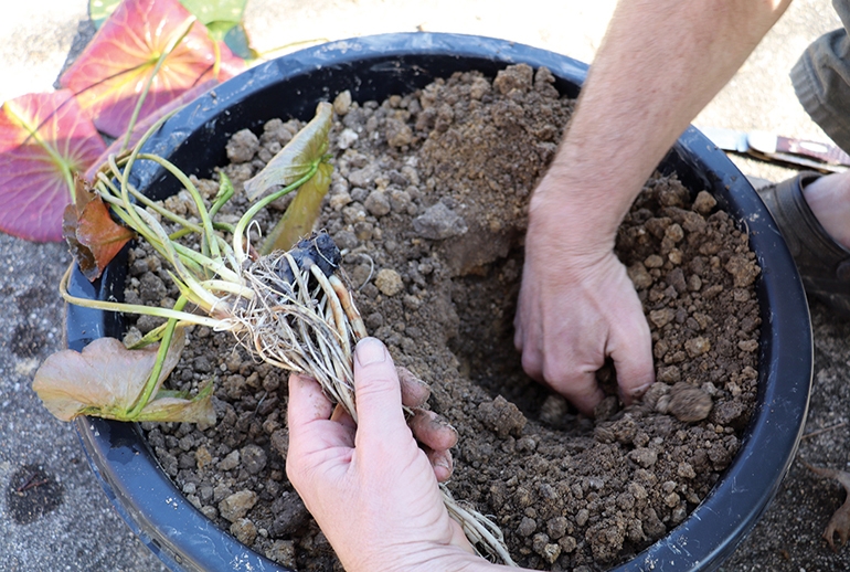After filling a new container with soil, make a hole off to one side of the container and place the rhizome into the hole, making sure that the crown is exposed above the surface of the soil. Press the fertilizer tablets into the soil about one finger deep and at least 5 inches from the crown.